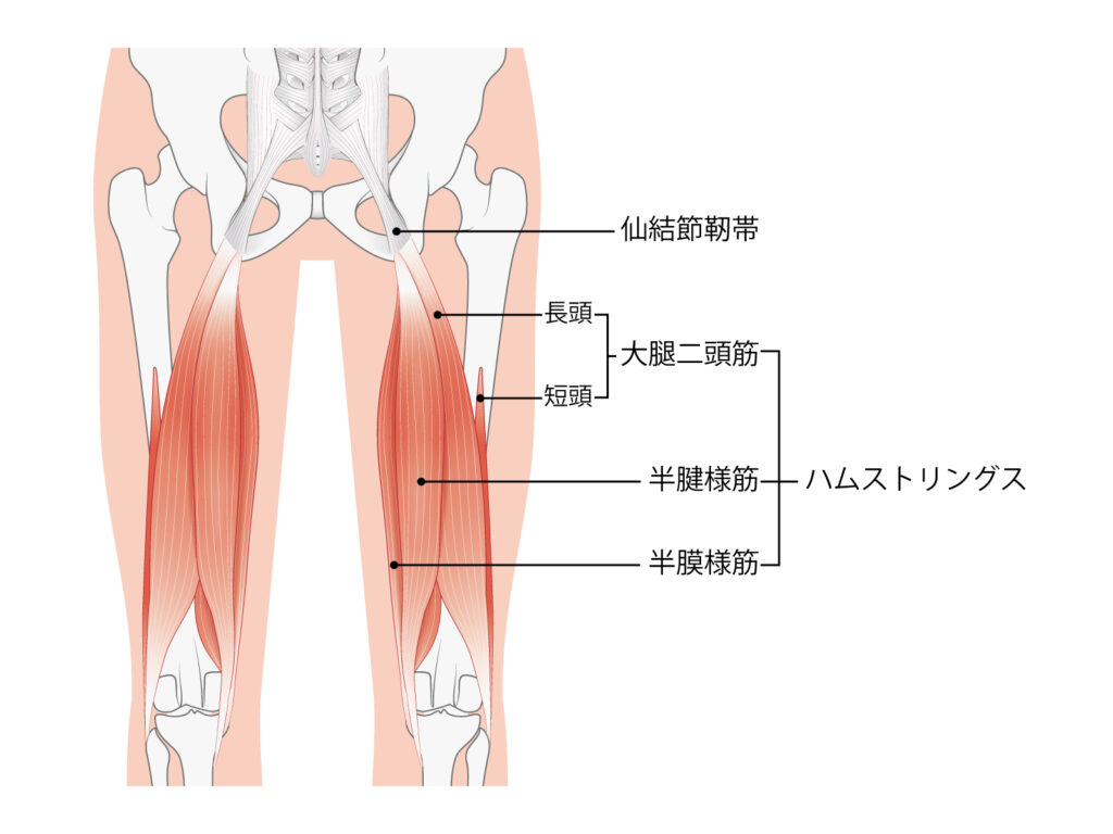 ハムストリングス解剖図
