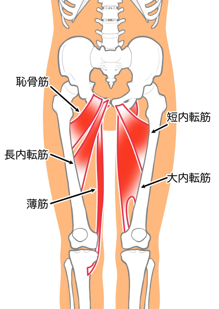 内ももの筋肉=骨盤を内側から引き寄せるバンド