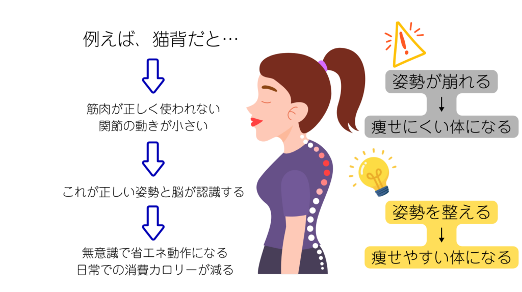 なぜ姿勢が崩れると、痩せにくくなるのか?